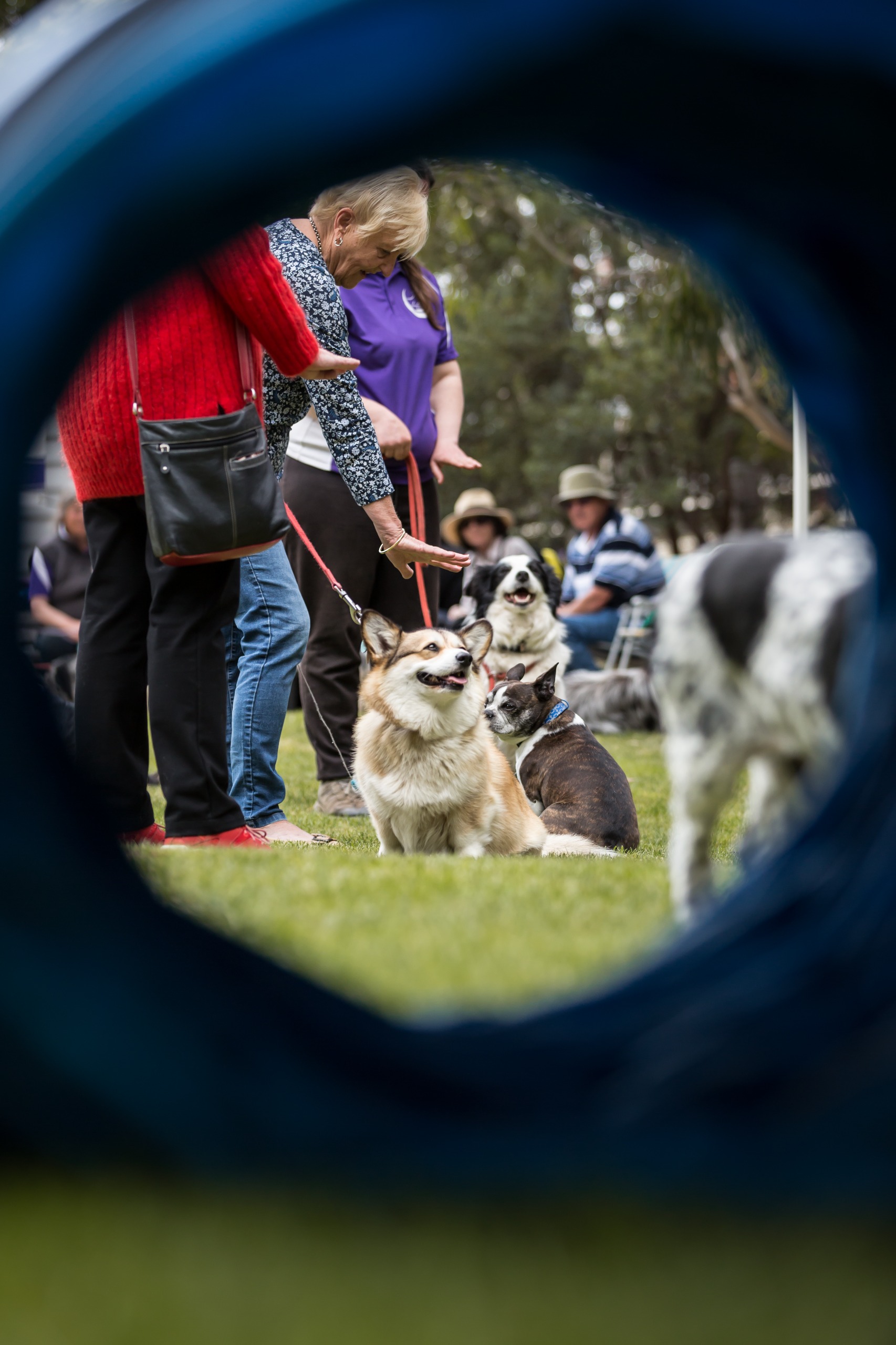 Dogs Day Out 2019 - dogs sitting on grass with tube frame