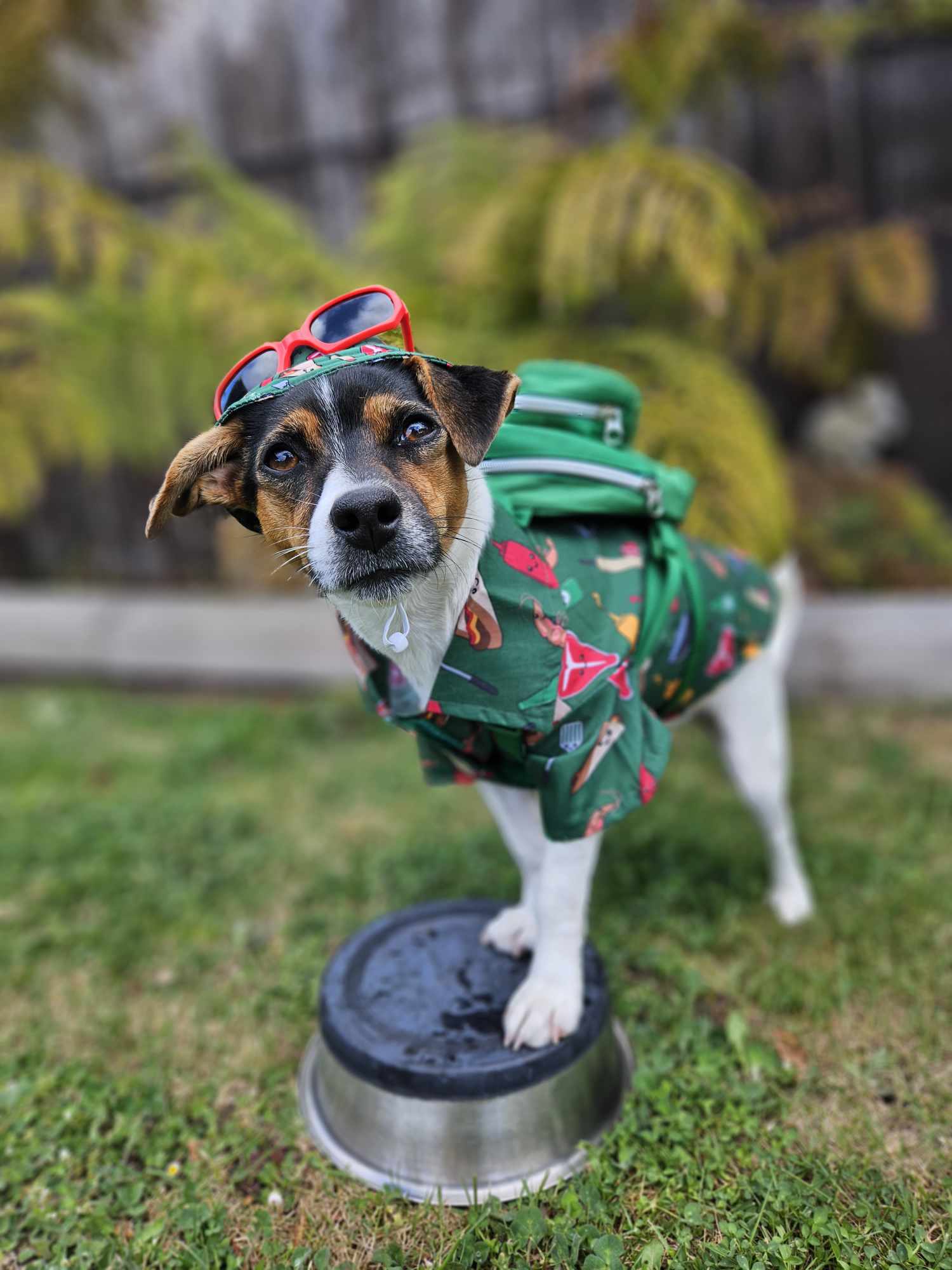 Dogs Day Out 2024 - Nala the Dogs Home of Tasmania Ambassador