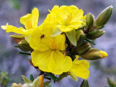 Image of yellow flower at Waverley
