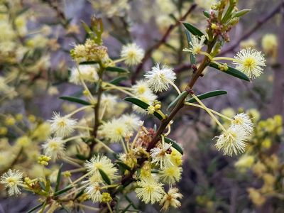 Image of flower at Waverley