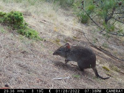 Potoroo in Waverley Flora Park