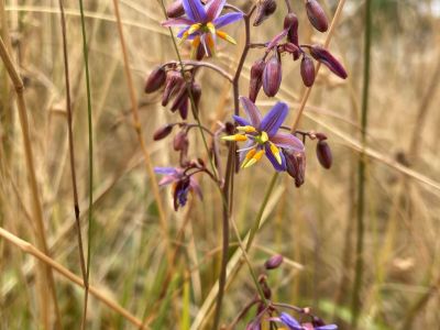 Dianella amoena