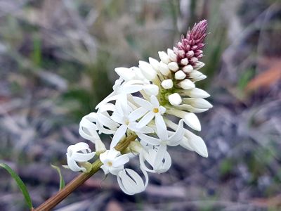 Image of flower at Waverley